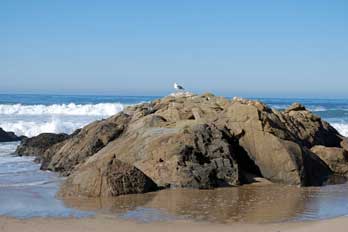 coast of Ano Nuevo State Park, CA